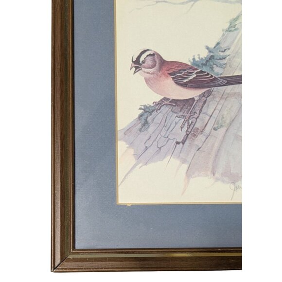 Vintage Framed Bird Print by John W. Allen with Wooden Frame & Blue Matting - Picture 10 of 10